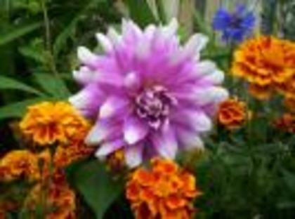 WAOWIEDHMFPCPVSOTRS - Flowers