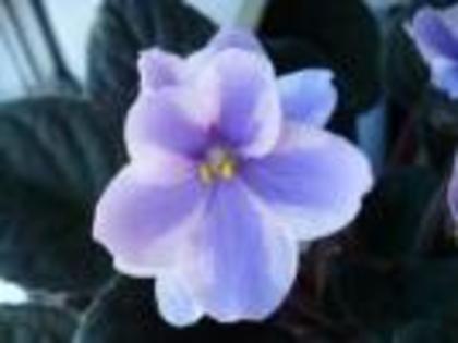 HLFCNEGUQMPQTEQDIWN - Flowers