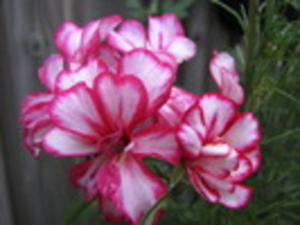 EXCQCWMUFVFAEAUTUMC - Flowers