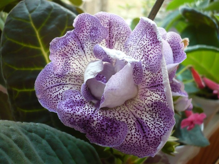 P1080899