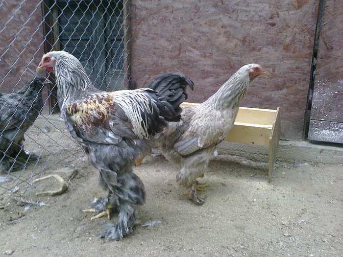 2011 - BRAHMA SILVER