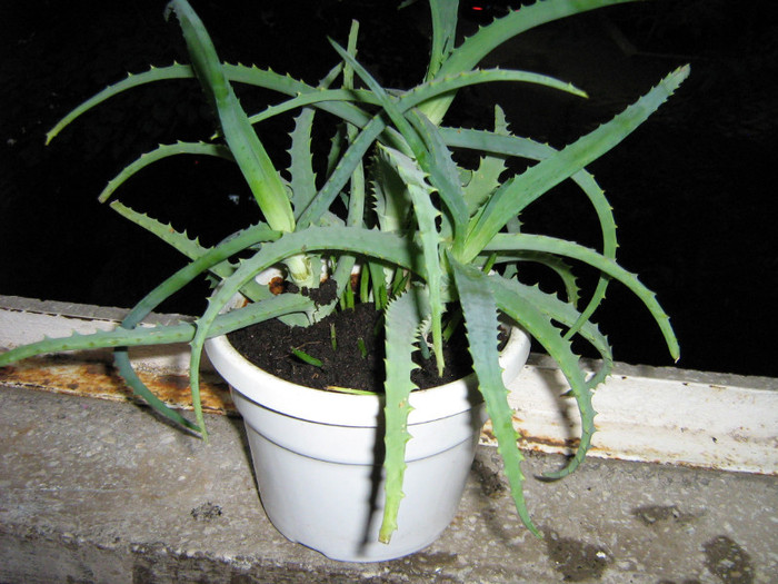 18.07.2011 - ALOE