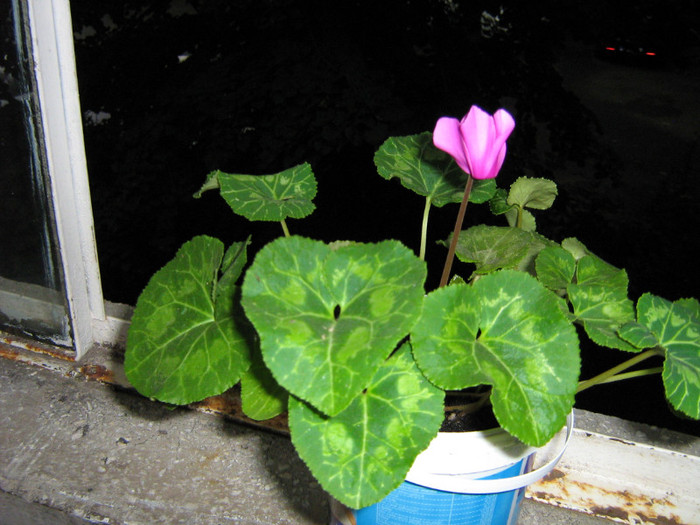 18.07.2011 - CYCLAMEN