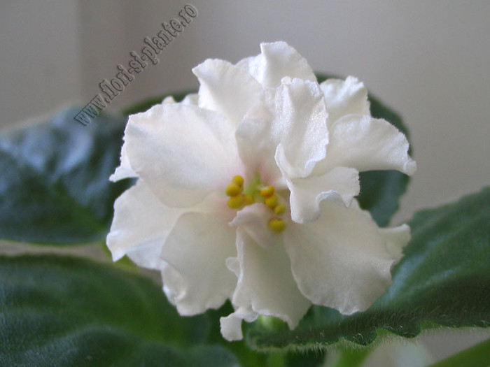 Saintpaulia Nancy Leigh 3