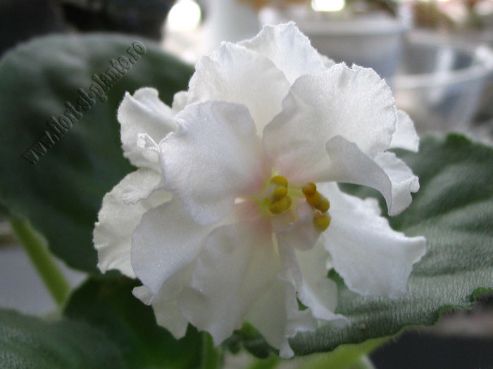 Saintpaulia Nancy Leigh 1