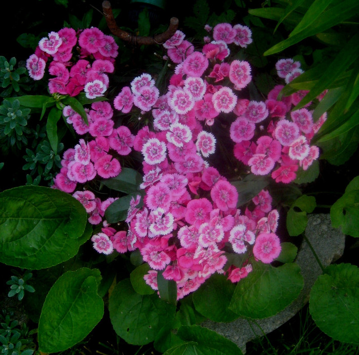 dianthus barbatus - plante de gradina