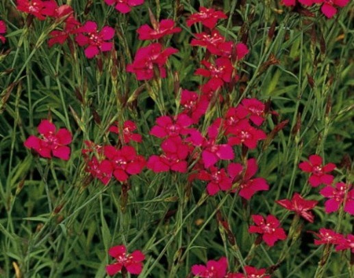 dianthus flashing light