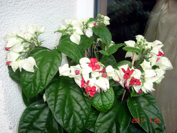 DSC01164 - Vara 2011