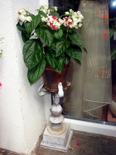 DSC01166 - Vara 2011