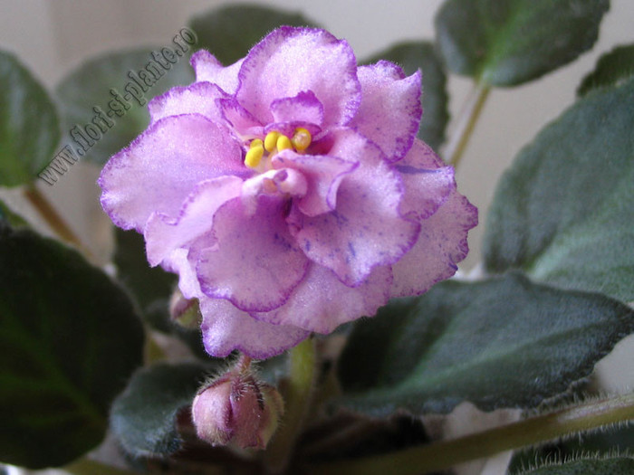 Saintpaulia Rob\'s Mad Cat 2