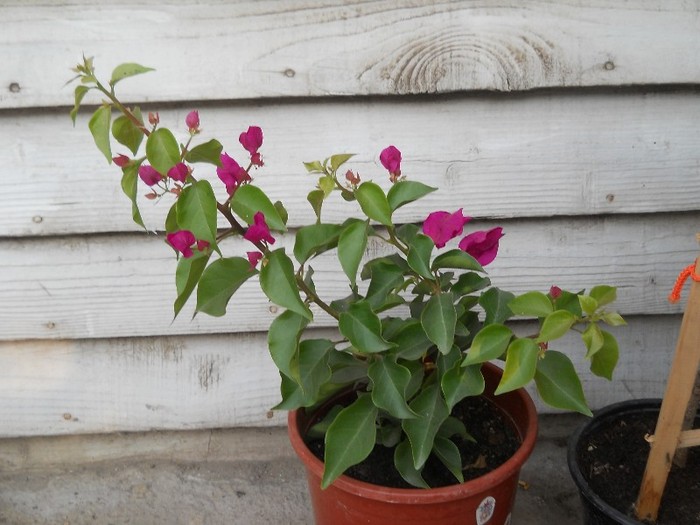 creste foarte repede