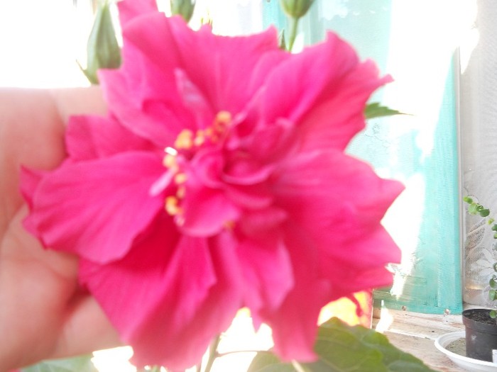 in sfarsit a inflorit