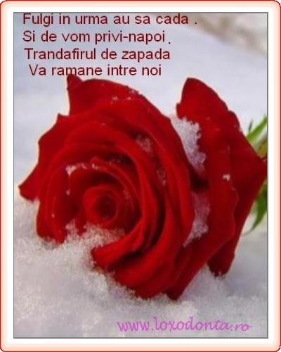 fulgi_in_urma_au_sa_cada_si_de_vom_privi-napoi_trandafirul_de_zapada_va_ramane_intre_noi_1641