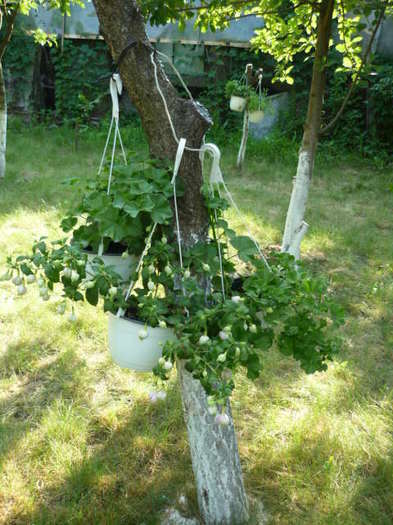 cercelus batut (achizitie noua 2011) - Fuchsia