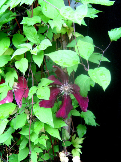 022 - clematis