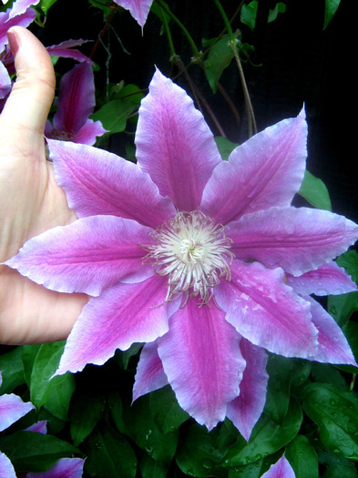 023 - clematis