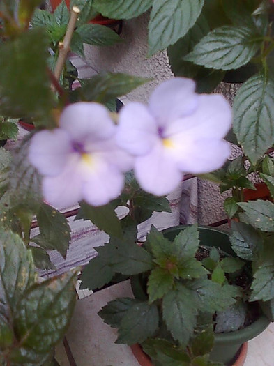 Imagine0941 - Achimenes
