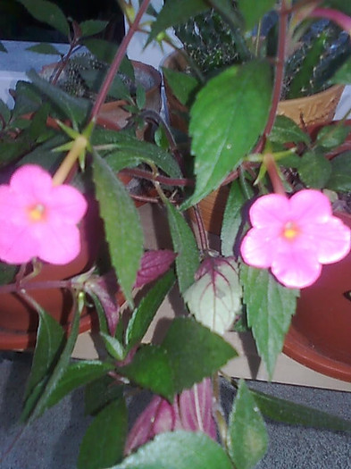 Imagine0946 - Achimenes