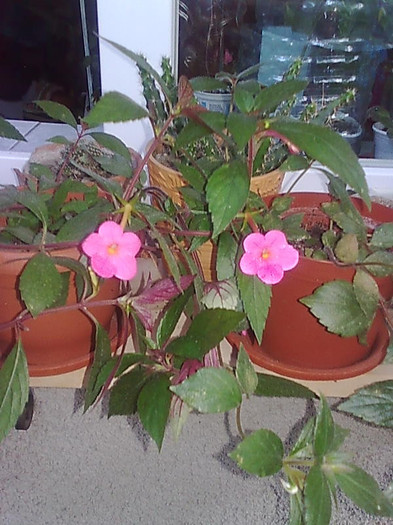 Imagine0948 - Achimenes