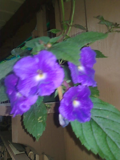 Imagine0949 - Achimenes