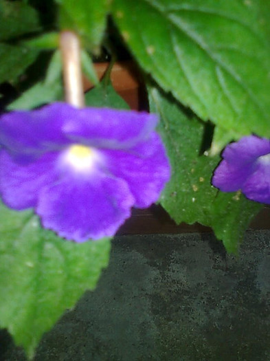 Imagine0951 - Achimenes