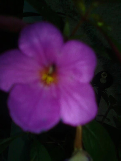 Imagine0953 - Achimenes