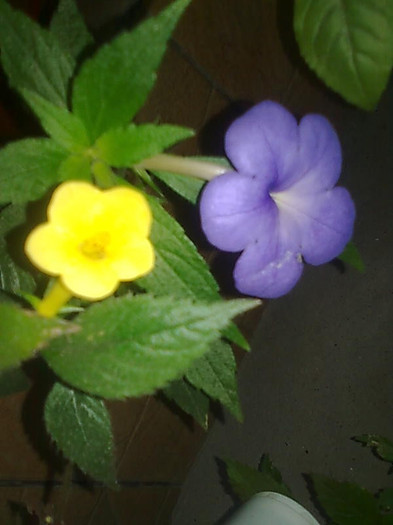 Imagine0957 - Achimenes