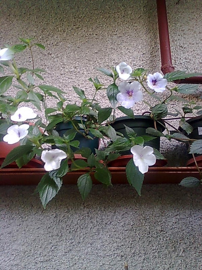Imagine0958 - Achimenes