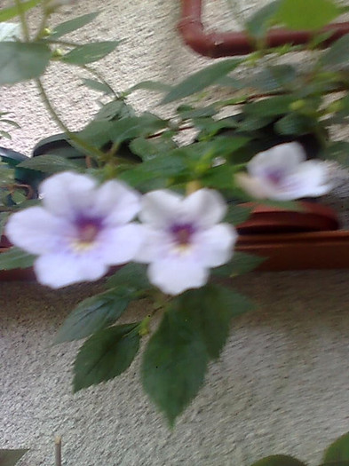 Imagine0959 - Achimenes