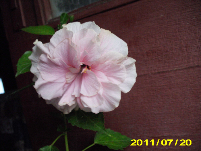 Picture 001 - hibiscus