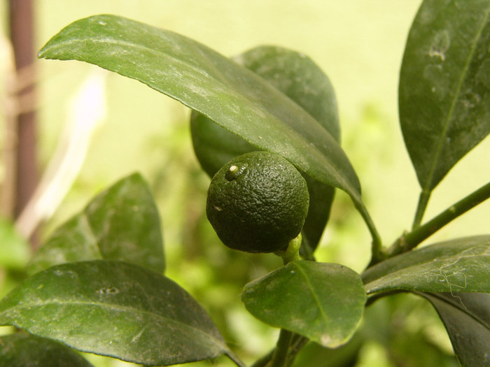 mandarin - citrice si alti arbori