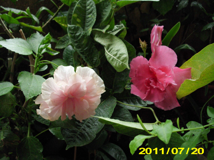 Picture 009 - hibiscus