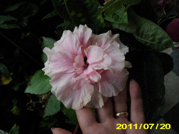 Picture 016 - hibiscus