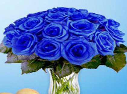 trandafiri albastri 1