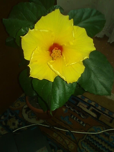 Imagine1014 - HIBISCUS-2012