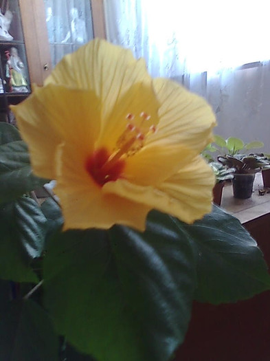 Imagine1015 - HIBISCUS-2012
