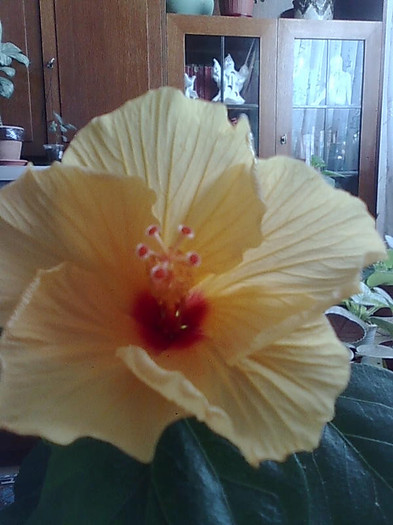 Imagine1016 - HIBISCUS-2012