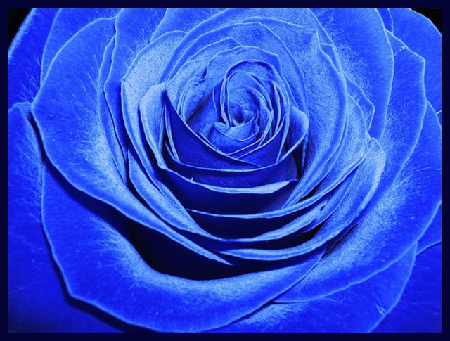 trandafir albastru 10 - trandafiri albastri