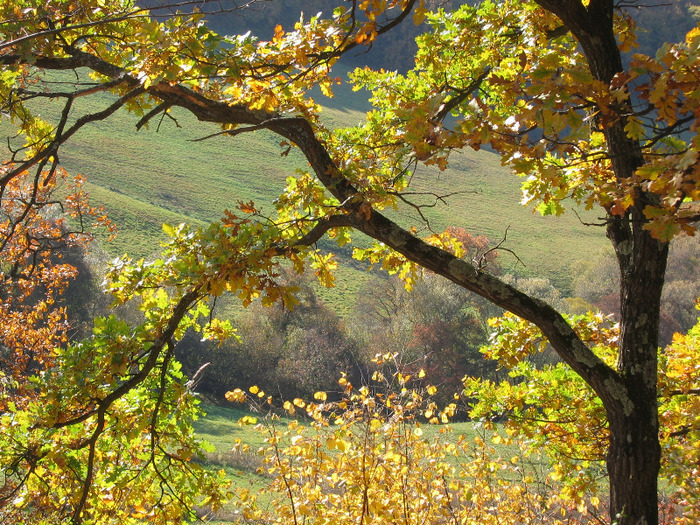 xy - Natura - inprejurimile Sighisoarei