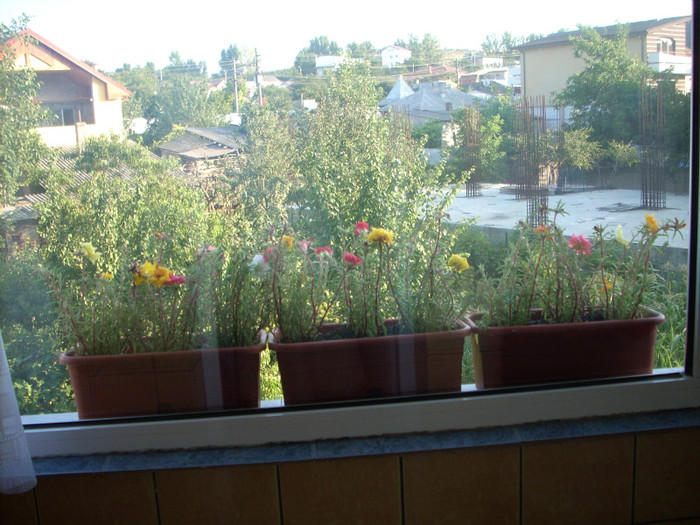 Photo 807; SANT SINGURILE FLORI CE LE AMAFARA LA BALCON PENTRU CA VENIND IN IULIE DIN VACANTA NU AM MAI GASIT N
