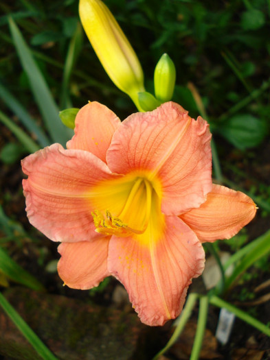 12. "Cavatine" - infloriti in 2011