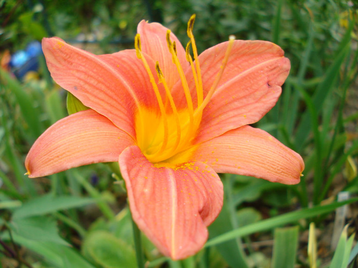 6. "Bed Of Roses", 20.07.2011