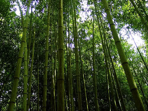 bambus - Muzeul de Bambus Damyang