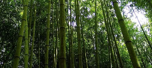 muzeul de bambus
