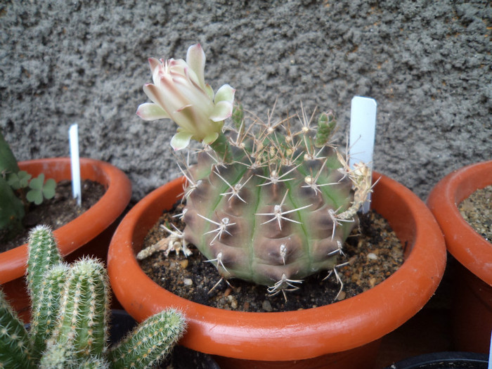 Gymno mai face flori... - Cactusi si suculente 2011