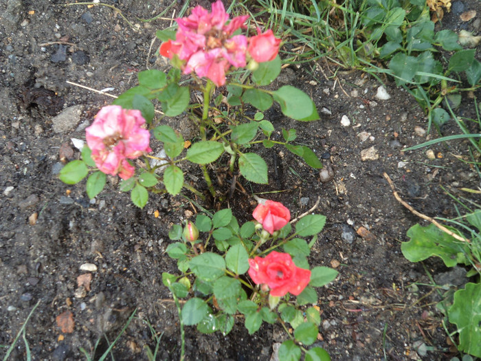 Mini-trandafiri - FLORI IN GRADINA 2011