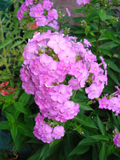 Phlox roz