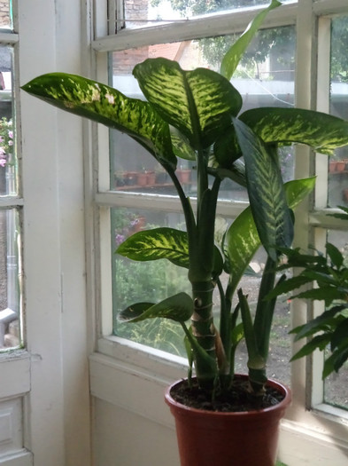 Dieffenbachia 1