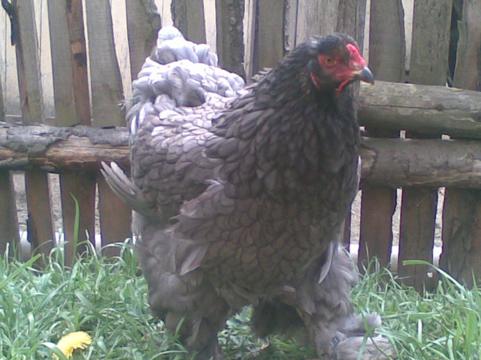 30042011(009) - brahma albastru