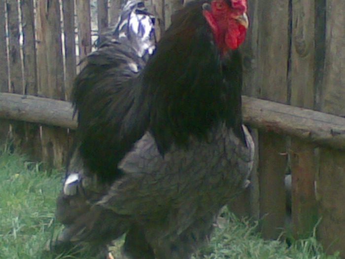 linia2 - brahma albastru